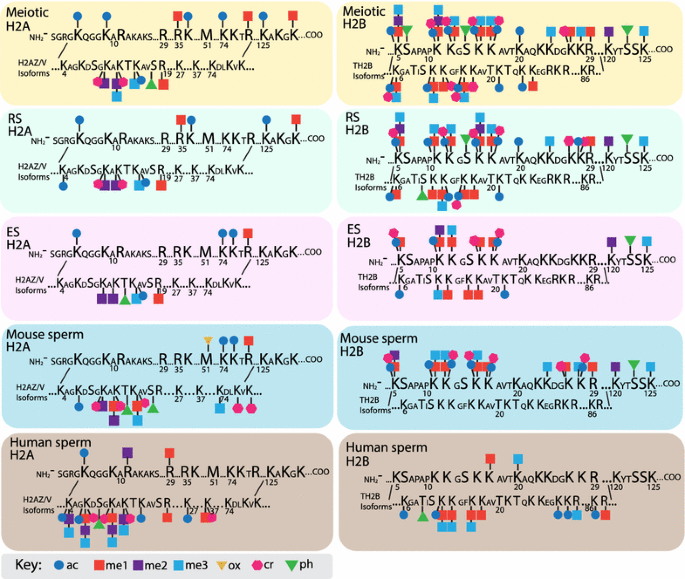 overview-of-post-translational-modification-kr-findabridge